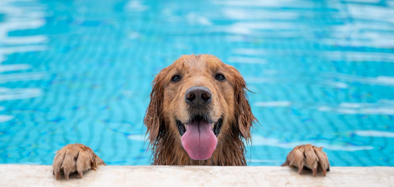 Is your pool area ready for the Dog Days of Summer?