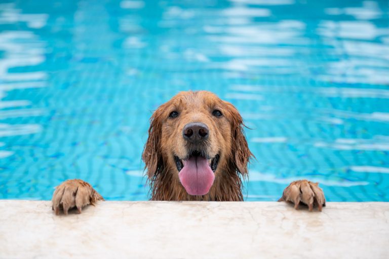 Is your pool area ready for the Dog Days of Summer?
